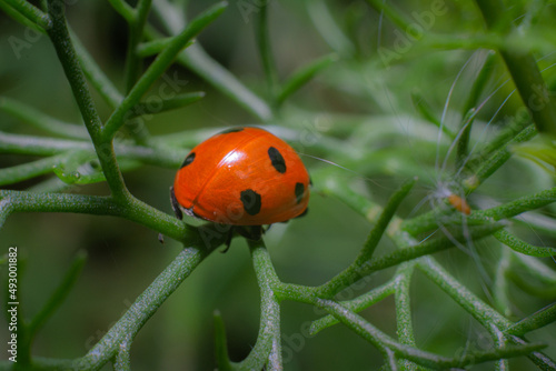 ladybug on grass