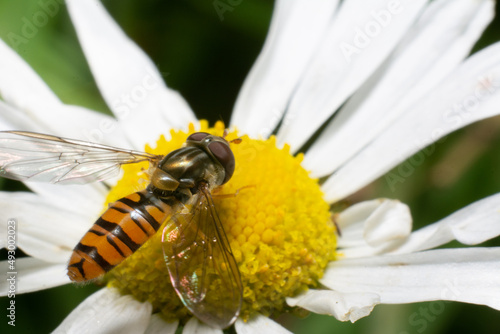 Hoverfly on flower