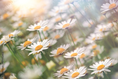 Field of daisies, flowering wild chamomile, beautifil nature in meadow, beautiful flower in spring