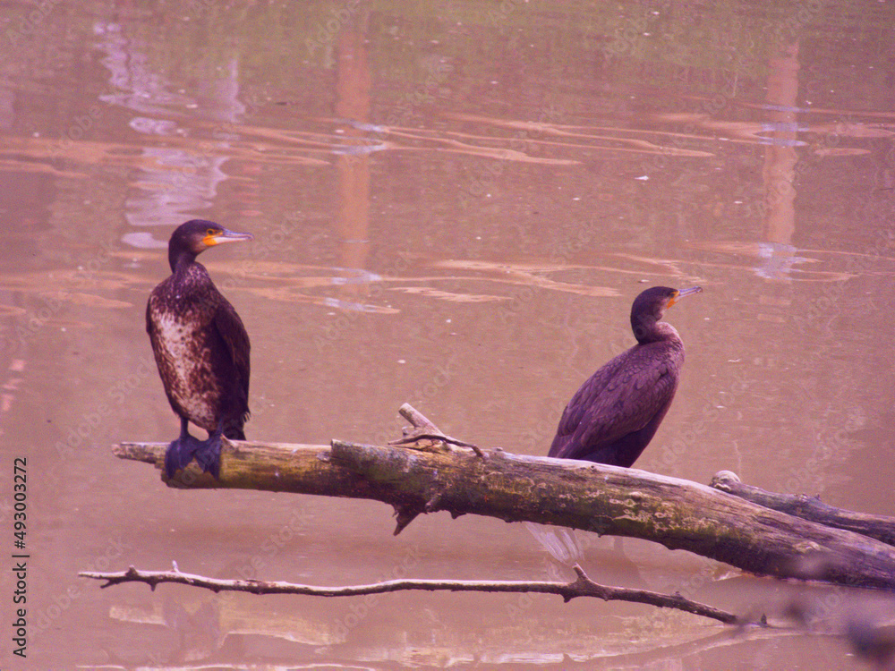 ptak zwierzę kormoran dzika przyroda woda  - obrazy, fototapety, plakaty 