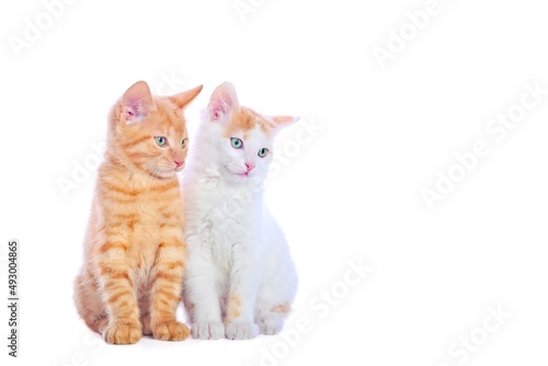 Two playful kittens isolated on white background. © Lightspruch