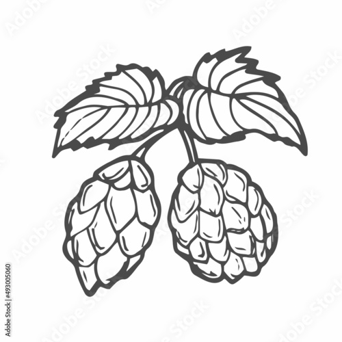 Beer hop in engraving style isolated on white background. Design element for logo, label, sign, poster, flyer. Vector illustration