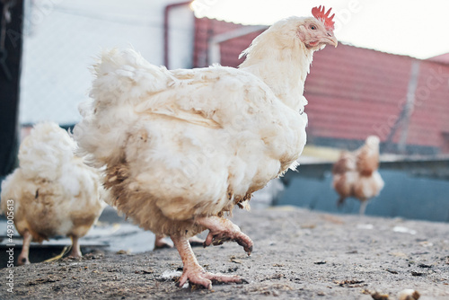 one dirty chicken broilers in the village on a home farm outdoor sun