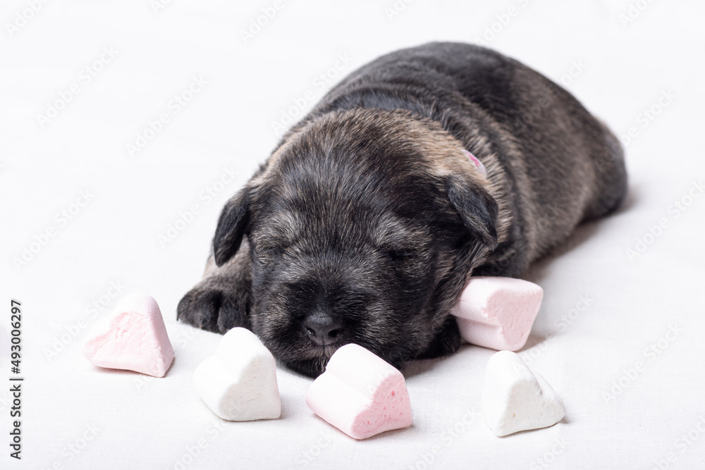A small newborn puppy sleeps among heart-shaped sweets. Small sleeping black miniature schnauzer puppy on a white background. Pet care. National Puppy Day A small newborn puppy sleeps among heart-shaped sweets. Small sleeping black miniature schnauzer puppy on a white background. Pet care. National Puppy Day
