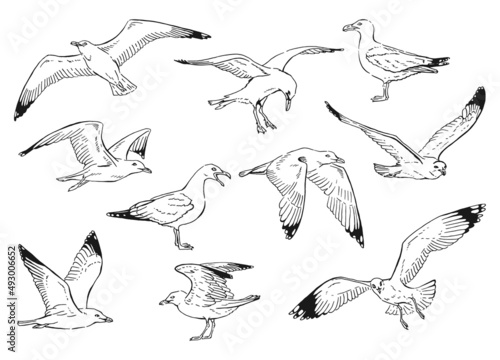 Set of seagulls outlines. Hand drawn illustration converted to vector. photo