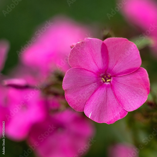 Pink phlox flower close-up on a blurry background. photo