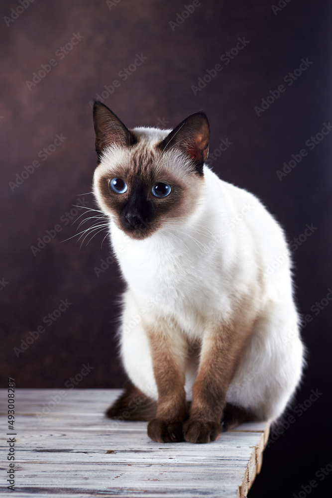 Curious Mekong Bobtail cat sitting on the white wooden table