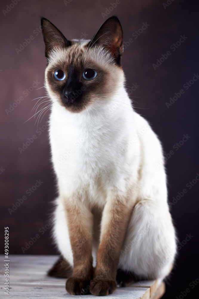 Portraite of Mekong Bobtail cat sitting on the white wooden table