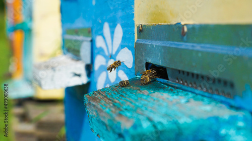 Rural apiary and honey production. Bee hive. Swarm of bees. Beekeeping. © Aleksey