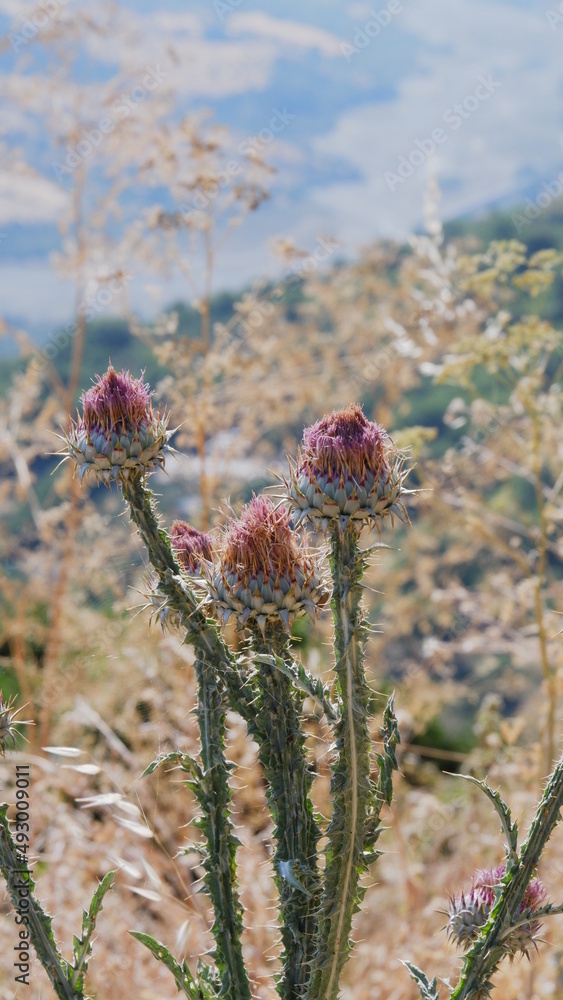Fototapeta premium Thistle plant against the background of stones and sky