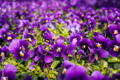 Vibrant purple pansy flowers   flower bed with bright violet pansies  floral spring wallpaper background