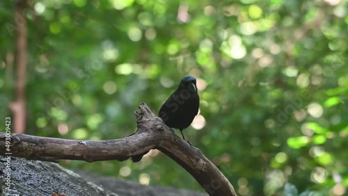 Perched on a fallen branch looking around in the forest, Racket-tailed Treepie Crypsirina temia, Thailand. photo