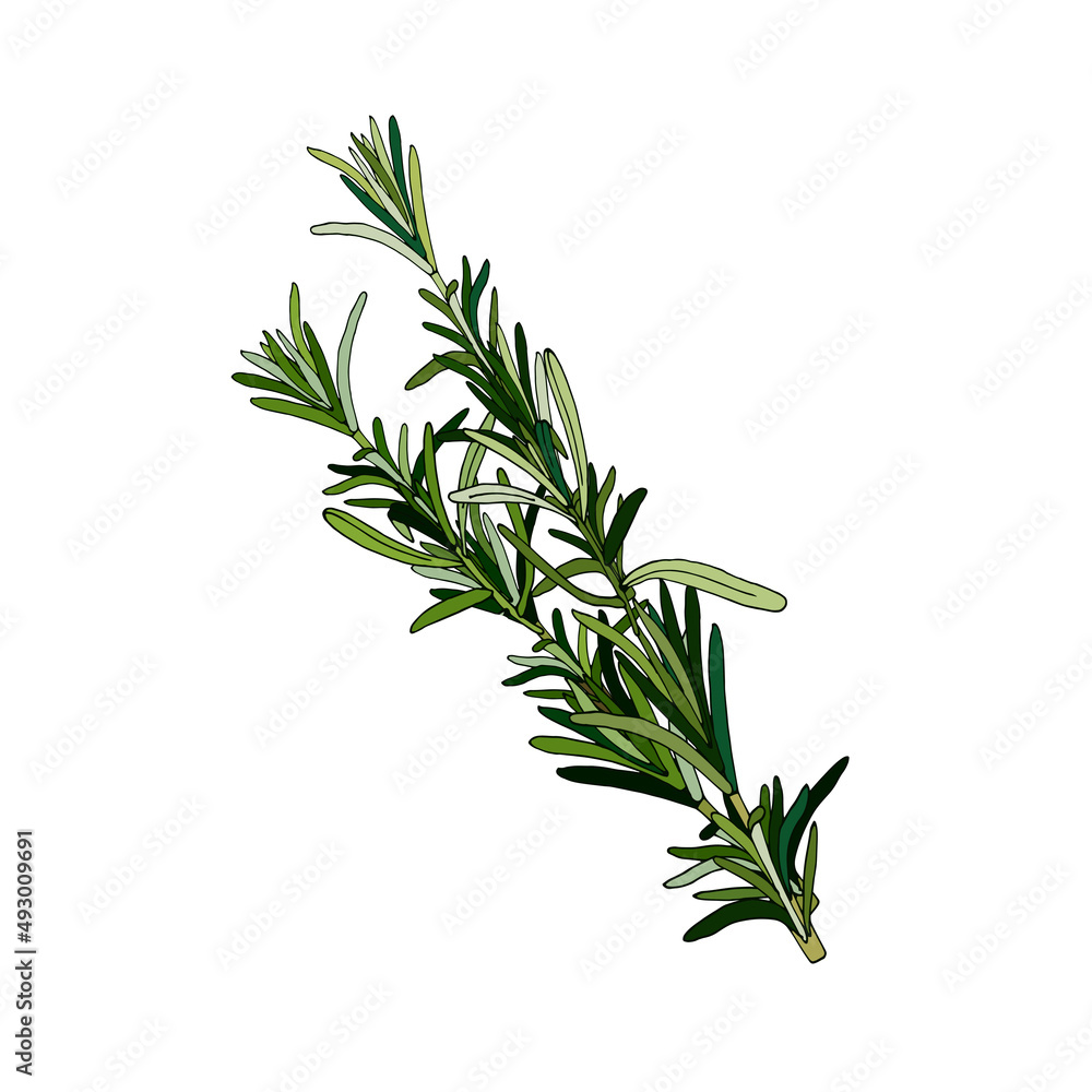 Fototapeta premium rosemary branch, isolated element rosemary branch, isolated element, hand drawing, green with a dark outline