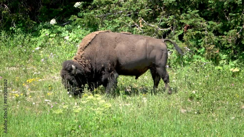 Grazing American Bison in the Yellowstone National Park Grazing American Bison in the Yellowstone National Park