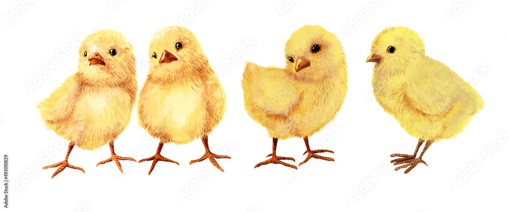 chickens isolated on white background. watercolor illustration. 