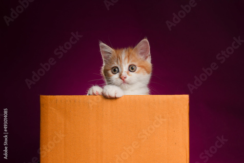 Fototapeta Naklejka Na Ścianę i Meble -  Scottish fold Kitten in a box with purple background in the studio. Tabby kitten on violet background.