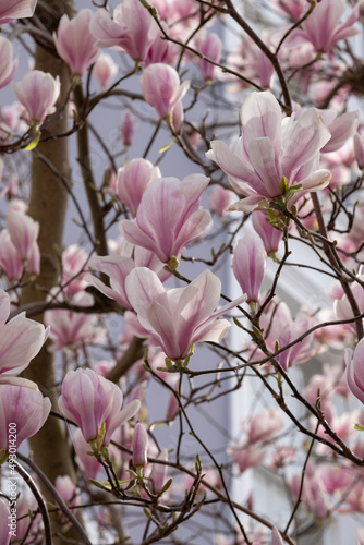 Close up of pastel pink magnolia flowers. Photographed in Notting Hill  west London UK. Magnolia trees flower for about three days a year in springtime.