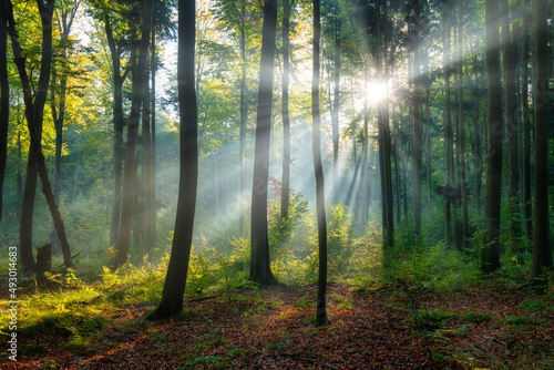Beautiful sunny morning in the green forest © Piotr Krzeslak