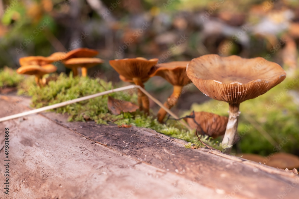 Mushrooms honey agarics grow on the ground, in the grass in the forest, Russia. Mushrooms honey agarics grow on the ground, in the grass in the forest, Russia.