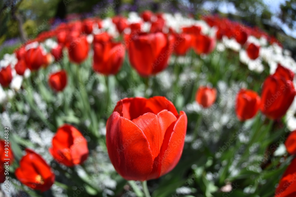 Obraz premium チューリップ