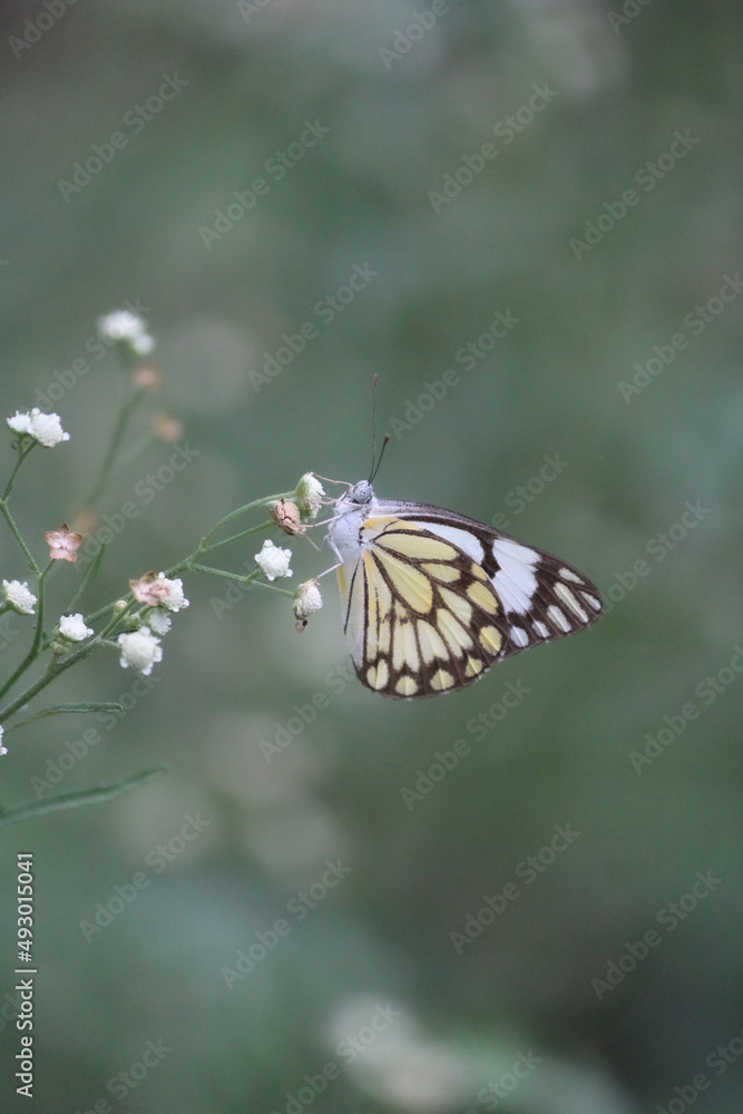 A yellow butterfly delicately perched on some tiny white flowers A yellow butterfly delicately perched on some tiny white flowers
