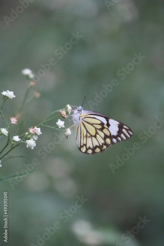 A yellow butterfly delicately perched on some tiny white flowers © purvijha
