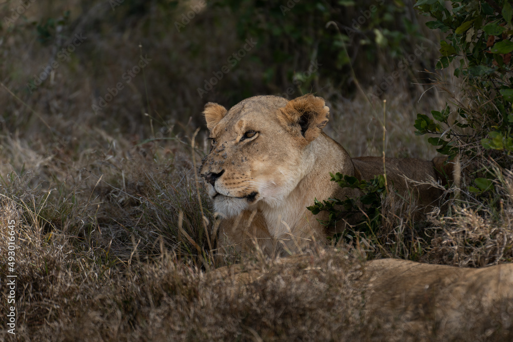 Big lion lying on savannah grass. Landscape with characteristic trees on the plain and hills in the background Big lion lying on savannah grass. Landscape with characteristic trees on the plain and hills in the background