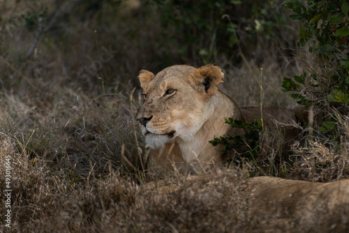 Big lion lying on savannah grass. Landscape with characteristic trees on the plain and hills in the background