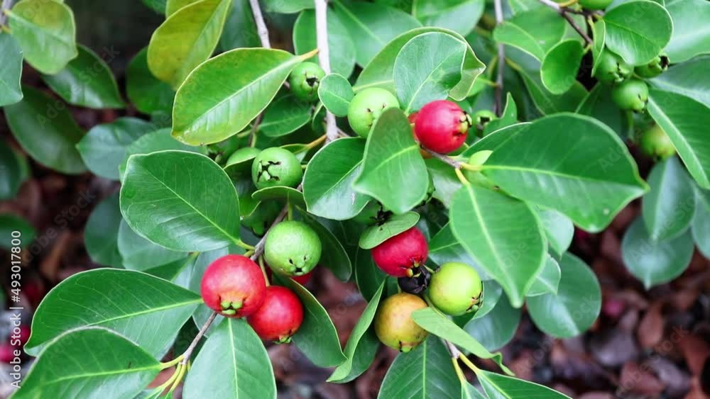 Closeup of red araçá fruit on branches. Closeup of red araçá fruit on branches.