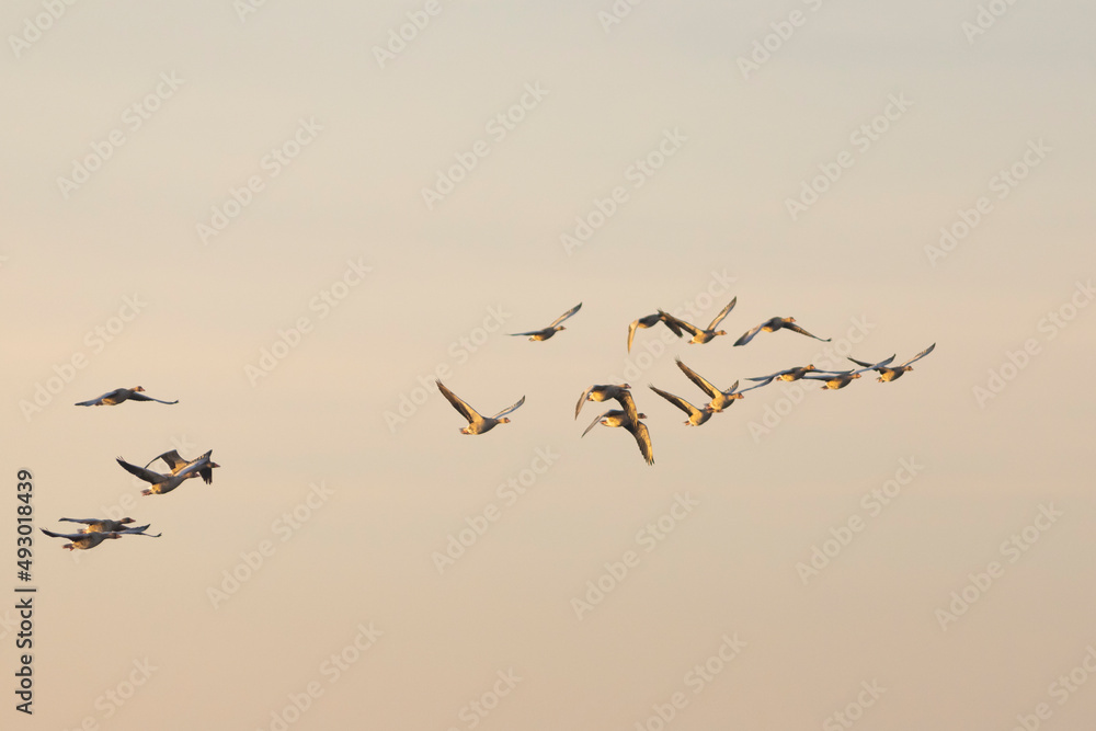 Grupo de ocas silvestres (anser anser) volando al amanecer