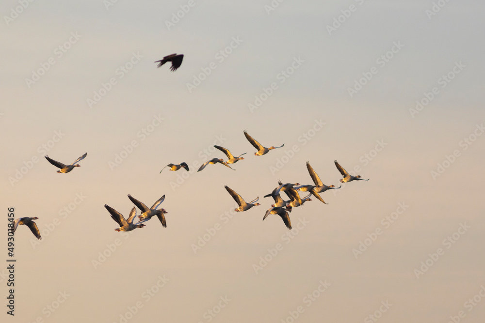 aguilucho lagunero occidental​ (Circus aeruginosus) volando alrededor de un grupo de anseres comunes (anser anser) al amanecer