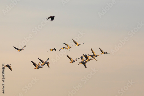 aguilucho lagunero occidental​ (Circus aeruginosus) volando alrededor de un grupo de anseres comunes (anser anser) al amanecer © David