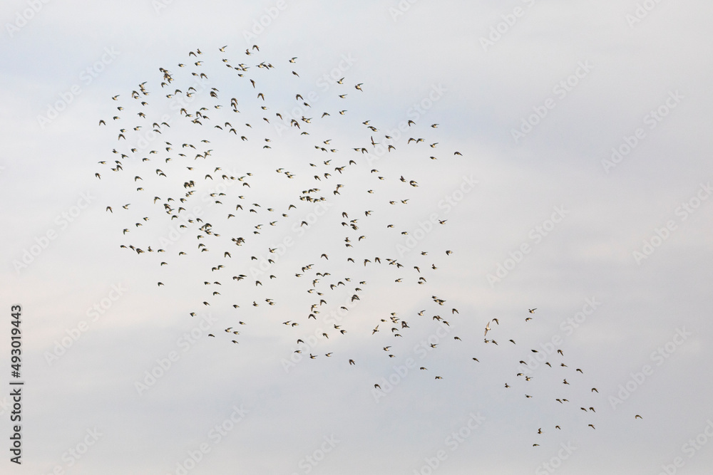 Grupo de correlimos comunes o playeros comunes (Calidris alpina) volando sobre un lago Grupo de correlimos comunes o playeros comunes (Calidris alpina) volando sobre un lago