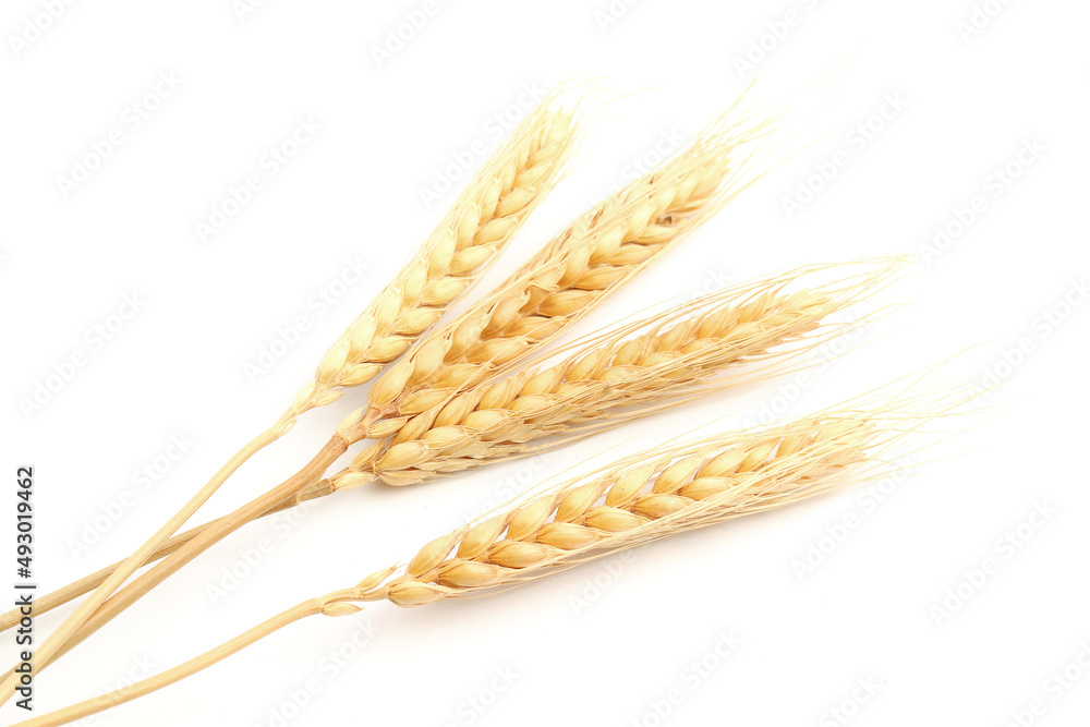Golden ears of wheat isolated on white background. . oats, rye, barley. Healthy food. Golden ears of wheat isolated on white background. . oats, rye, barley. Healthy food.