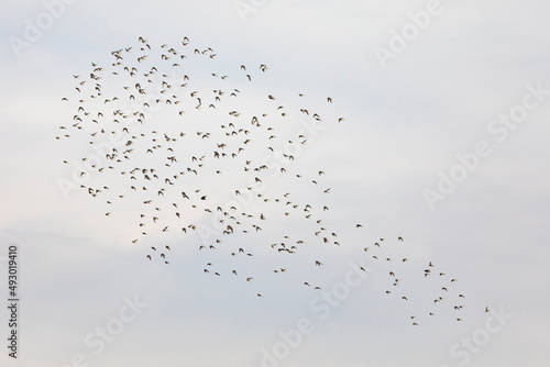 Grupo de correlimos comunes o playeros comunes (Calidris alpina) volando sobre un lago photo