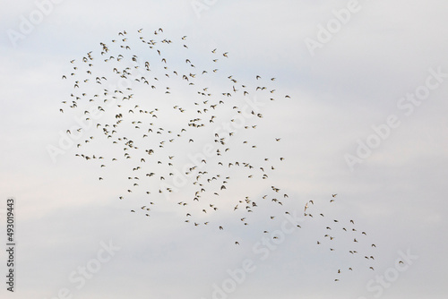 Grupo de correlimos comunes o playeros comunes (Calidris alpina) volando sobre un lago