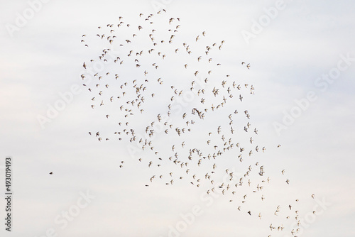Grupo de correlimos comunes o playeros comunes (Calidris alpina) volando sobre un lago