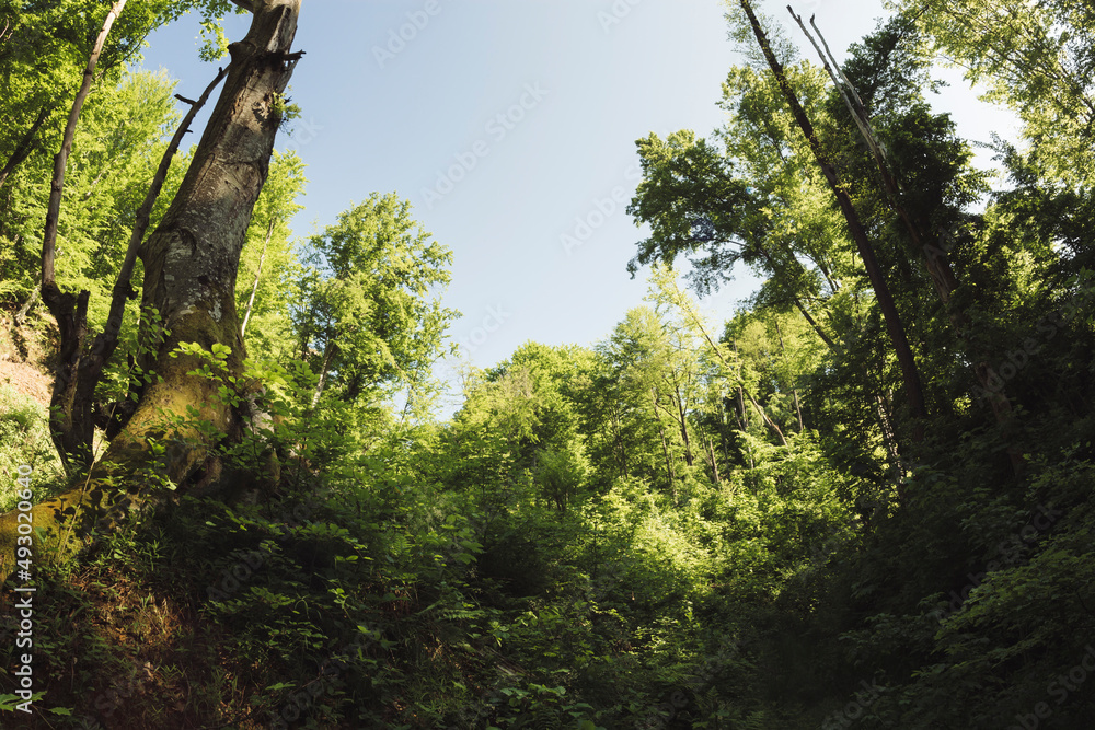 Obraz premium old forest landscape, trees and green plants