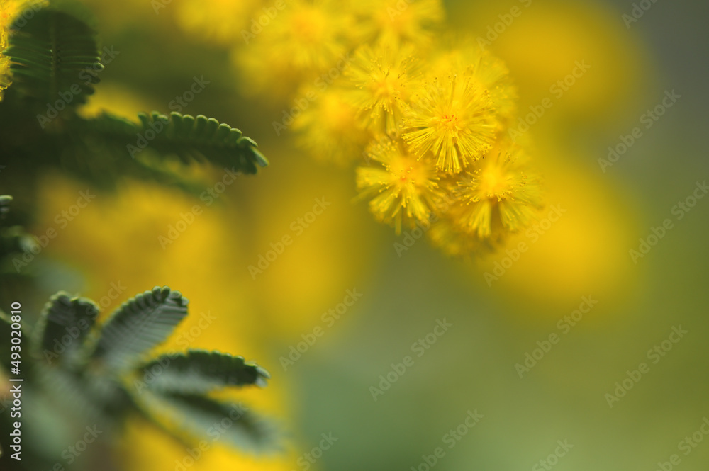 Obraz premium 春の香水ミモザ