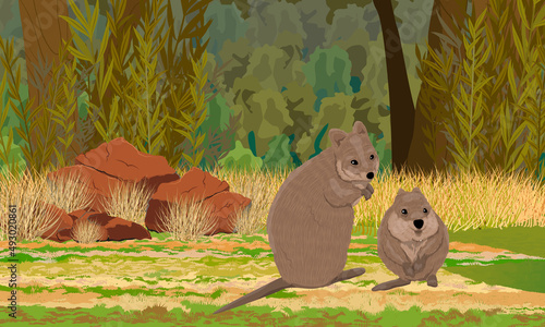 Quokkas in a clearing in front of an Australian forest. Short-tailed scrub wallaby Setonix brachyurus in Australia. Realistic vector landscape