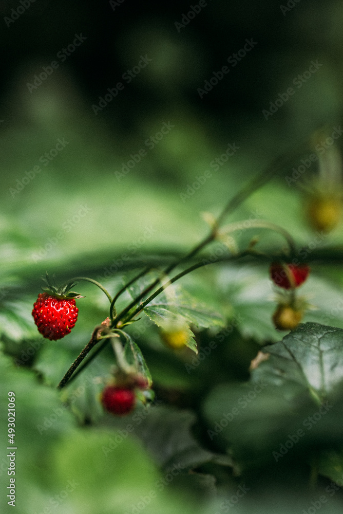 Walderdbeeren im Detail vertikal Walderdbeeren im Detail vertikal