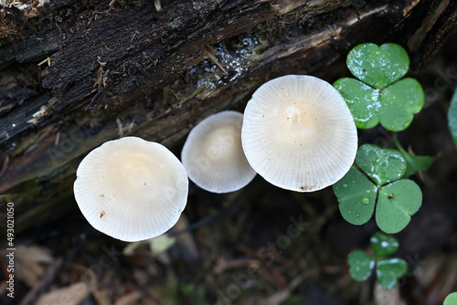 Bonnet mushroom from Finland, no common English name