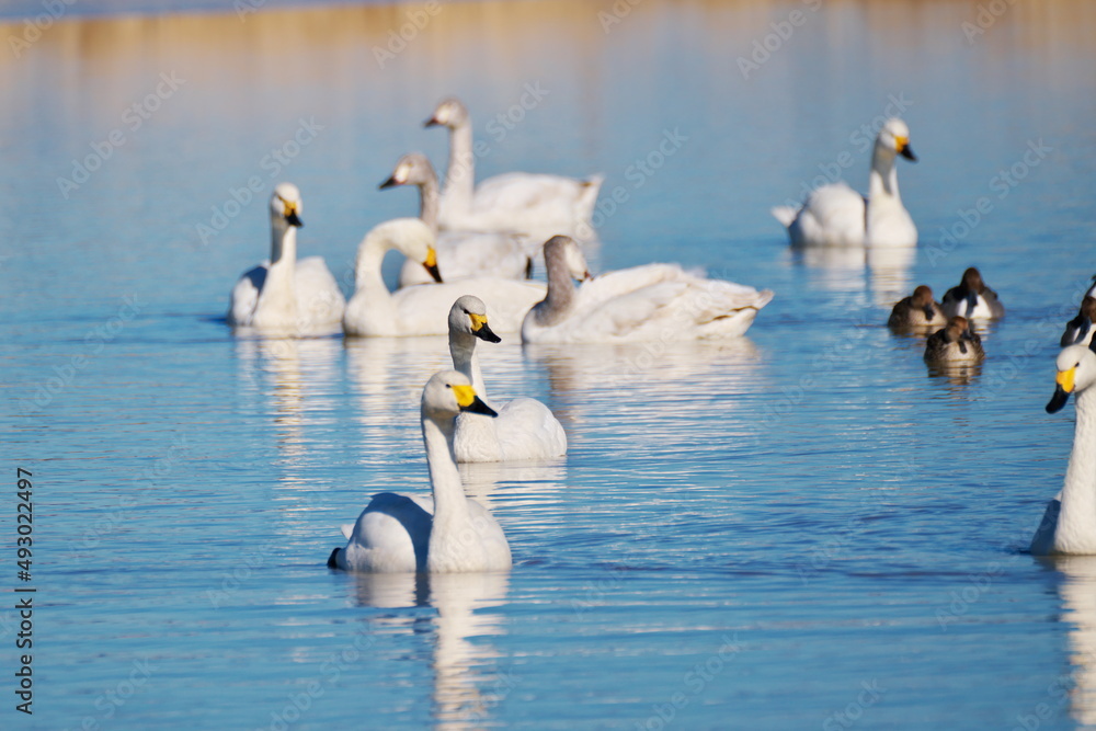厳しい寒さを避けて
