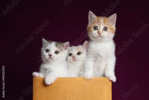 Scottish fold Kittens in a box with purple background in the studio. Three tabby kitten on violet background.