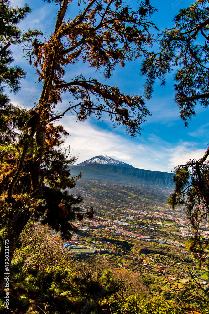 Pico del Teide entre árboles