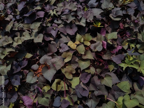 sweet potato (Ipomoea batatas) plant, close-up view
