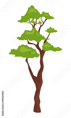 Outdoor bonsai plant semi flat color vector object. Full sized item on white. Park and forest. Element of nature preserve simple cartoon style illustration for web graphic design and animation