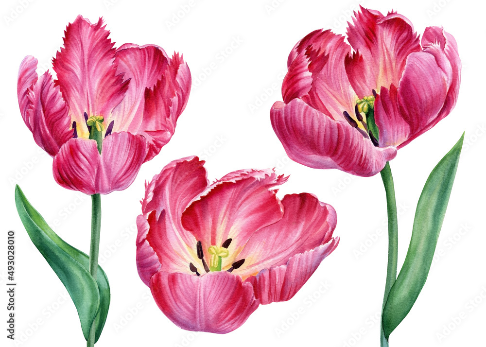 Tulips flower. Watercolor pink flowers, hand drawing botanical painting, flora design