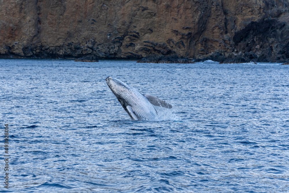 Fototapeta premium Ogasawara island