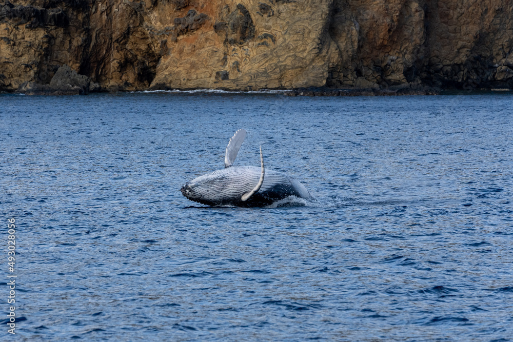 Fototapeta premium Ogasawara island